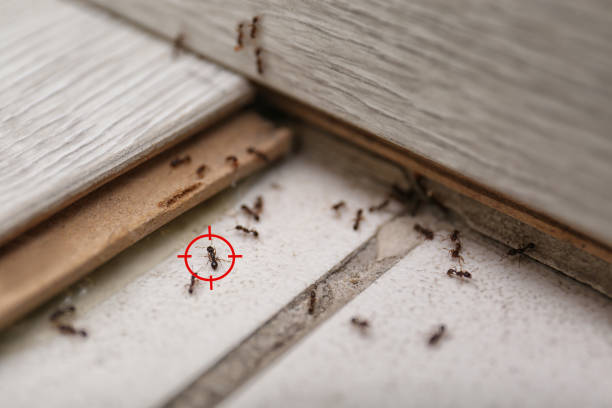 Best Bed Bug Extermination  in Augusta, WI