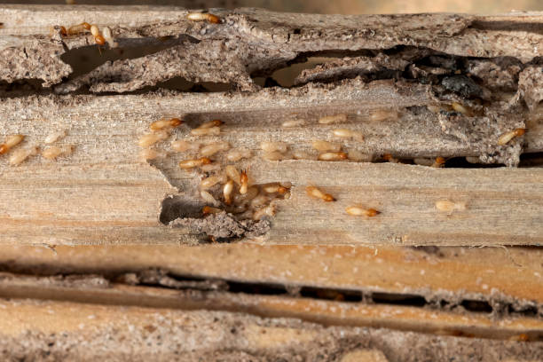 Best Pest Removal Services  in Augusta, WI